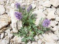 Phacelia